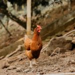 Como começar uma criação de galinhas caipiras: guia completo para pequenos produtores